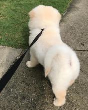 Amazing Male and female Chow Chow puppies available