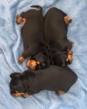 Beautiful Dachshund Puppies ready for adoption