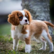 CBCA Reg'd Cavalier King Charles Spaniel Puppies