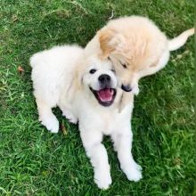 Golden Retriever Puppies - Updated On All Shots Available For Rehoming