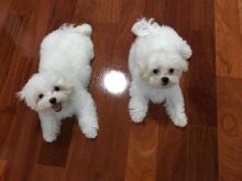 Male and female Maltese puppies available.