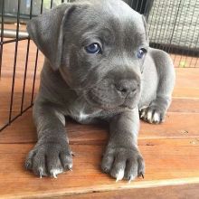 Blue Nose Pit bull Puppies for adoption Image eClassifieds4u 2