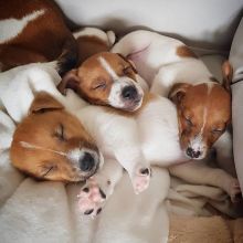 CKC Jack Russell Pups, 2 still available! Ready to go this week! Image eClassifieds4u 2
