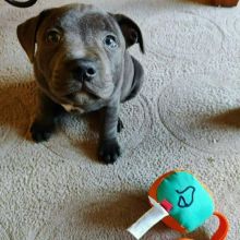 Cute Lovely Blue Nose Pitbull Puppies Male and Female for adoption Image eClassifieds4U