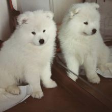 Samoyed puppies for adoption Image eClassifieds4u 1
