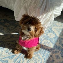 Smart maltipoo puppies for adoption. Image eClassifieds4u 1