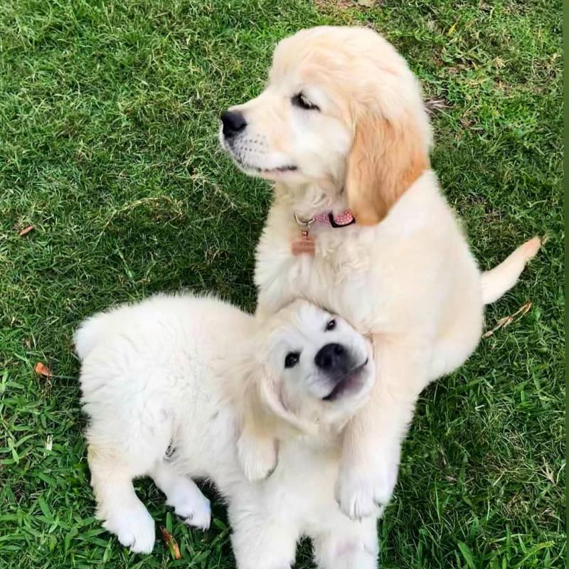 Male and Female Golden Retriever Puppies Available Image eClassifieds4u