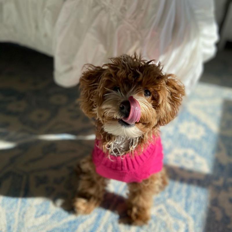 Smart maltipoo puppies for adoption. Image eClassifieds4u