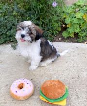 Adorable Female Shih Tzu Puppy Up For Adoption