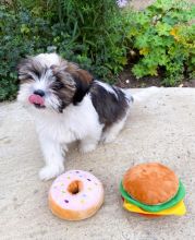 Adorable Female Shih Tzu Puppy up For Adoption