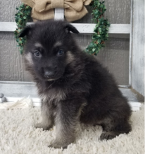 CKC Purebred German Shepherd Puppies!!