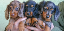 Dachshund puppies now available .