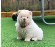 lovely Chow Chow Pups now ready to go!