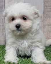 Maltese Puppies for sale to a pet loving and caring home.