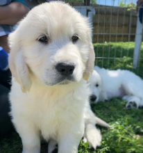 Purebred Golden Retriever Puppies for new home.