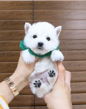 West Highland Terriers available.