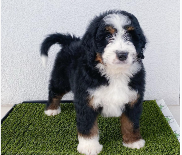 Adorable Bernedoodle puppies. Image eClassifieds4u