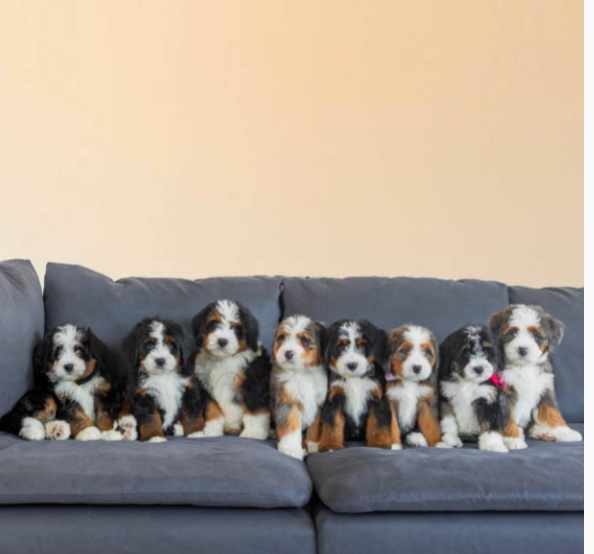 bernedoodle puppies searching for a loving home. Image eClassifieds4u