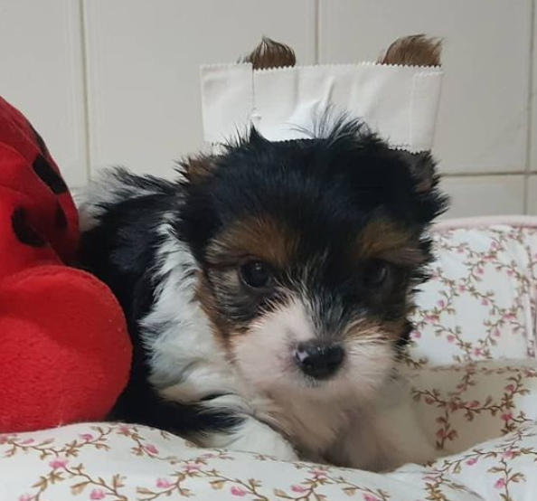 Biewer Terrier Pups now good to go to their forever homes! Image eClassifieds4u