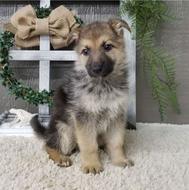 CKC Purebred German Shepherd Puppies!! Image eClassifieds4u