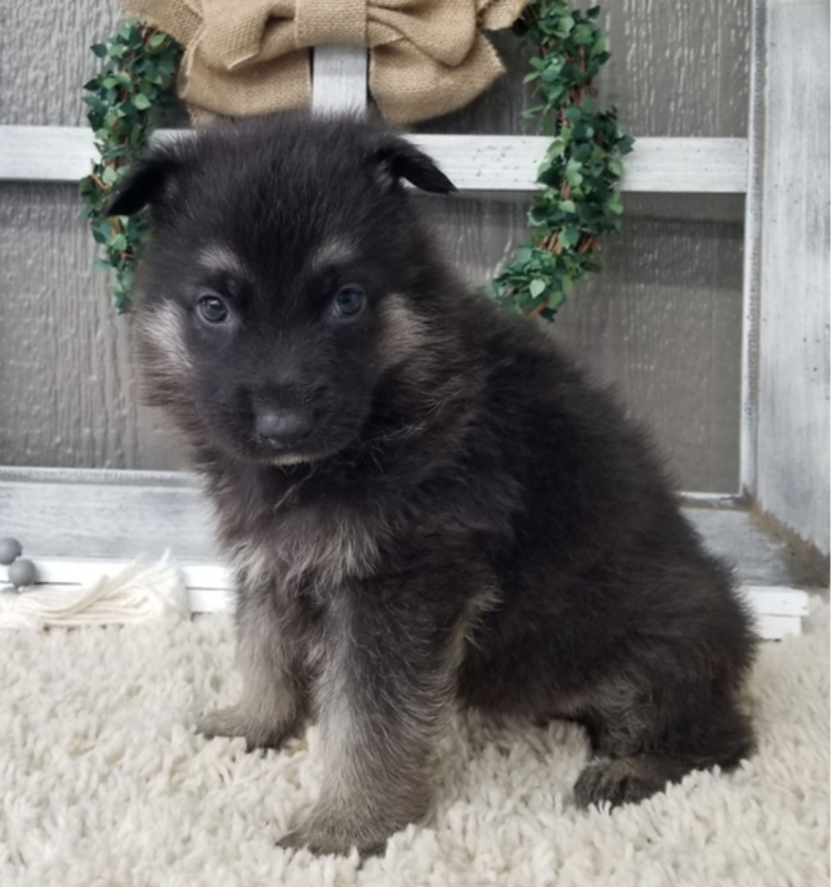 CKC Purebred German Shepherd Puppies!! Image eClassifieds4u