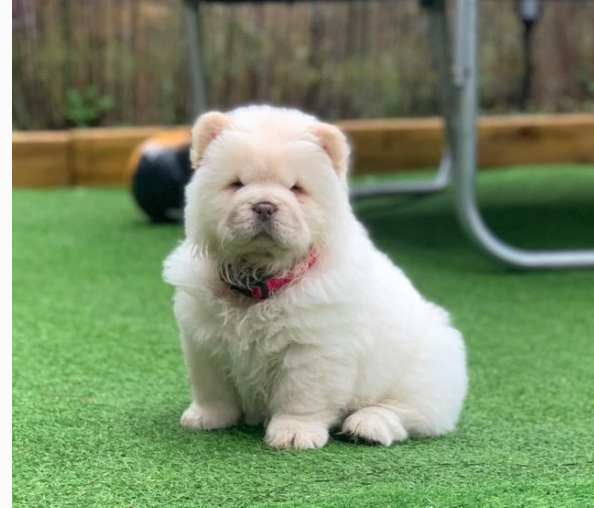 lovely Chow Chow Pups now ready to go! Image eClassifieds4u