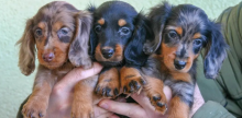 Beautiful dachshund puppies Vaccinated & Microchipped. Image eClassifieds4u 4