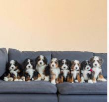 bernedoodle puppies searching for a loving home. Image eClassifieds4u 4