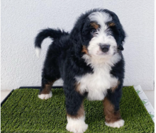 bernedoodle puppies searching for a loving home. Image eClassifieds4u 3