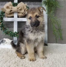 CKC Purebred German Shepherd Puppies!! Image eClassifieds4u 4