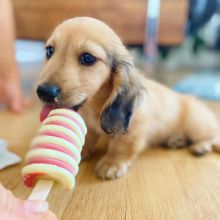 Cute lovely Male and Female Dachshund Puppies for adoption Image eClassifieds4U