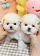 Maltese Puppies for sale to a pet loving and caring home. Image eClassifieds4u 4