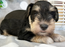 Miniature Schnauzer puppies for sale Image eClassifieds4u 2