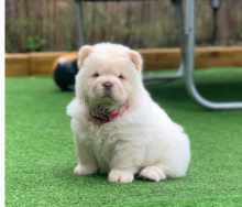 Purebred Chow Chow Pups now ready! Image eClassifieds4u 2