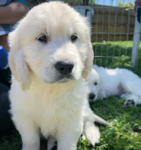 Purebred Golden Retriever Puppies for new home. Image eClassifieds4u 1