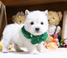 Purebred West Highland Terriers Image eClassifieds4u 3