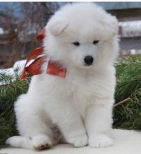 Samoyed puppies now available for sale. Image eClassifieds4u 3