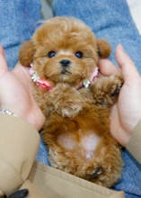 Toy poodle puppies wanting a home Image eClassifieds4u 3