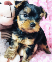 Yorkshire Terrier puppies now ready to go . Image eClassifieds4u 2