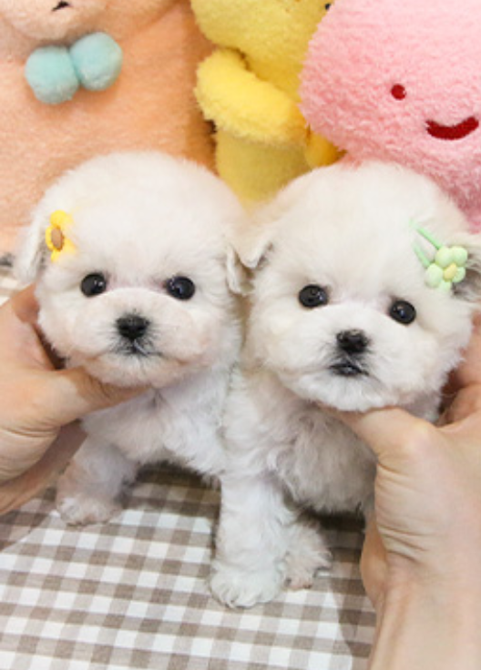 Maltese Puppies for sale to a pet loving and caring home. Image eClassifieds4u