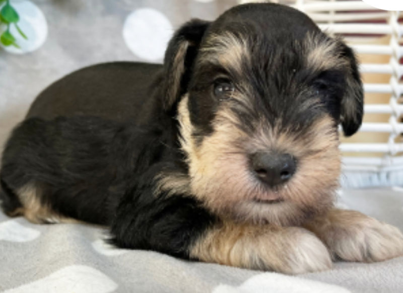 Miniature Schnauzer puppies for sale Image eClassifieds4u