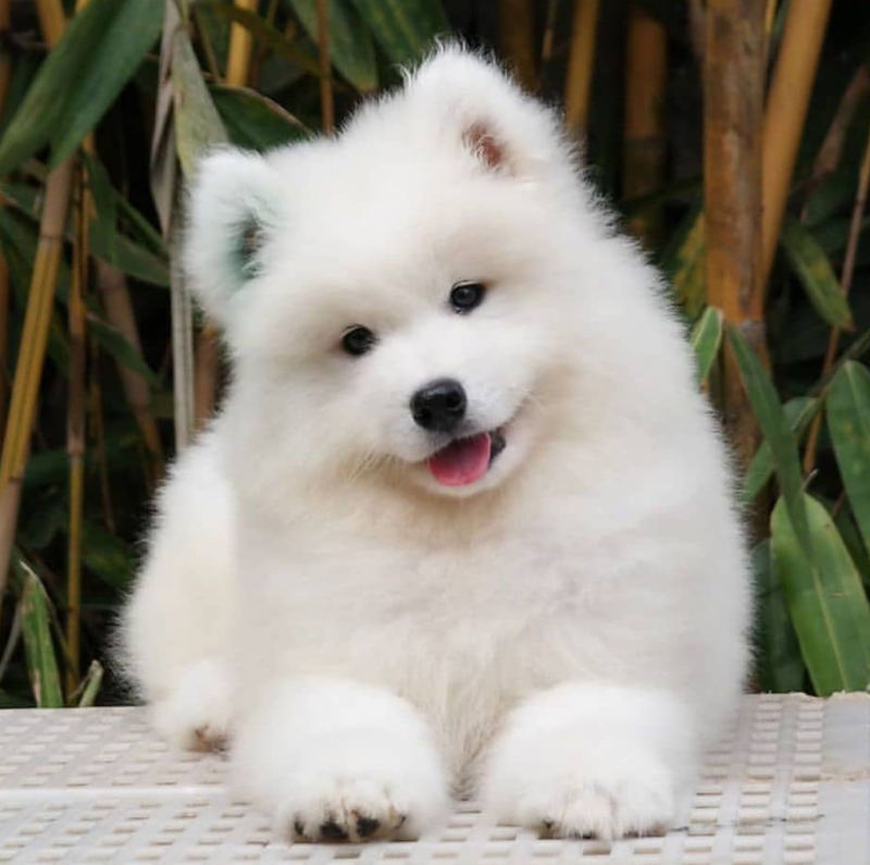 Pure Samoyed puppies for sale. Image eClassifieds4u