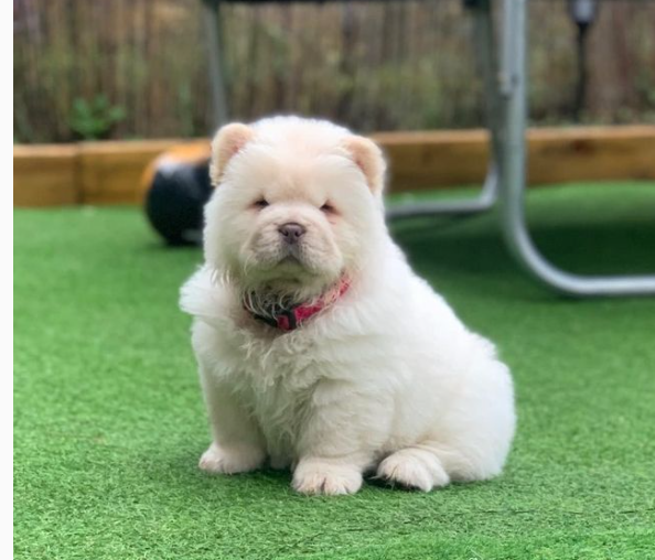 Purebred Chow Chow Pups now ready! Image eClassifieds4u