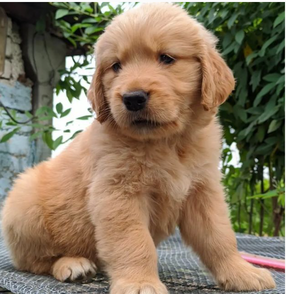 Purebred Golden Retriever Puppies for new home. Image eClassifieds4u