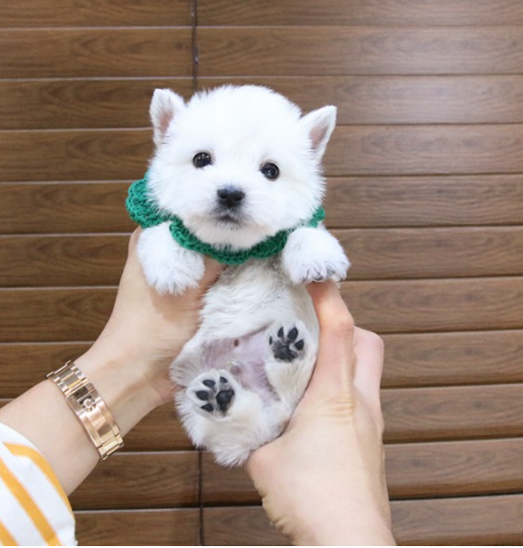 Purebred West Highland Terriers Image eClassifieds4u