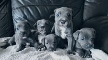 cdtyghhy adorable blue staffy puppies