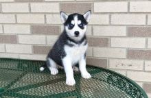 cffcngvhb Blue Eyes Siberian Husky Puppies