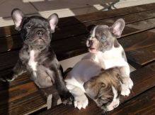 cfxfy litter of lovely French bulldogs