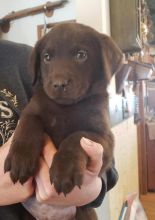 Chocolate,black and Yellow Labrador Boys And Girl's Pups