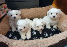 Extensive Health Test Maltese White Puppys